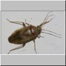 Lygus rugulipennis - Weichwanze 02.jpg